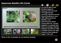 Japanese Beetle Life Cycle