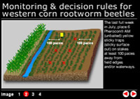 Japanese Beetle Life Cycle