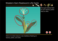 Japanese Beetle Life Cycle